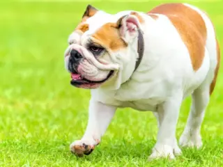 Obesidade em Cães