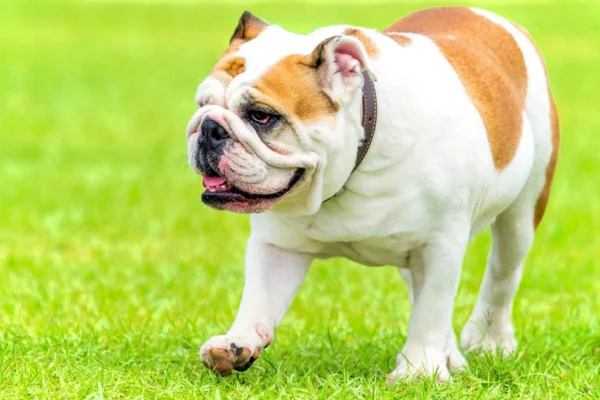 Obesidade em Cães: Como Identificar